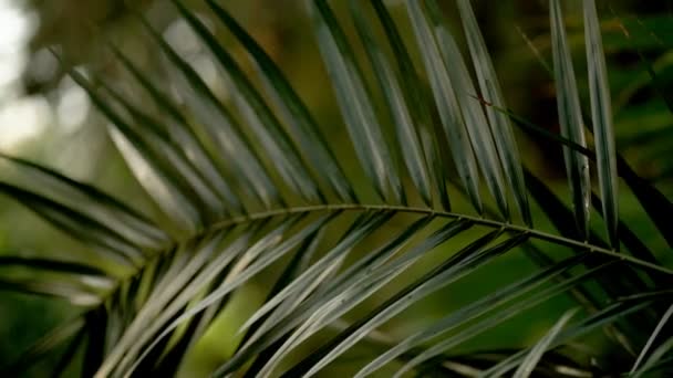 Beautiful leaves of palm trees in an exotic forest — Stock Video