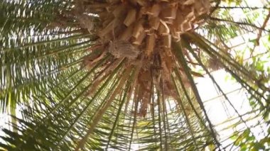 Egzotik ormanda palmiye ağacı