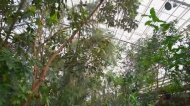 Güzel yeşil tropikal egzotik orman