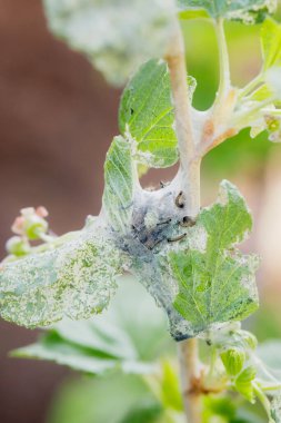 Bahçedeki bitki haşereleri. Frenk üzümü yaprakları ve tırtıllara yakın çekim. Makro fotoğraf