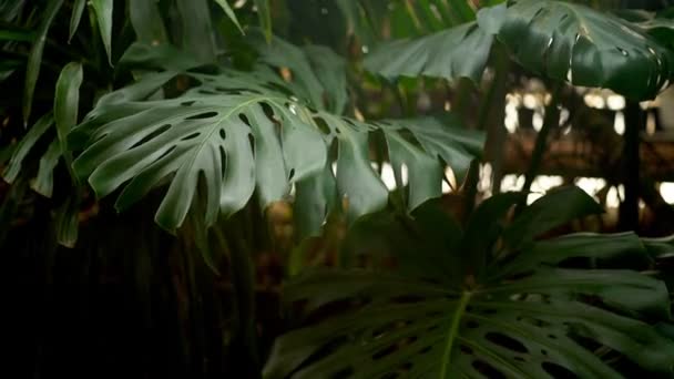 Green leaves of Monstera plant — Stock Video