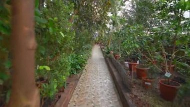 Güzel yeşil tropikal egzotik orman