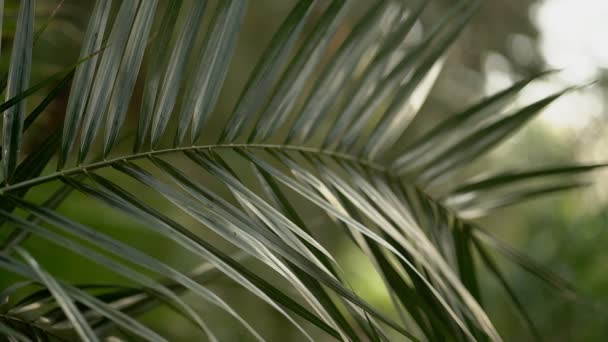 Beautiful leaves of palm trees in an exotic forest — Stock Video