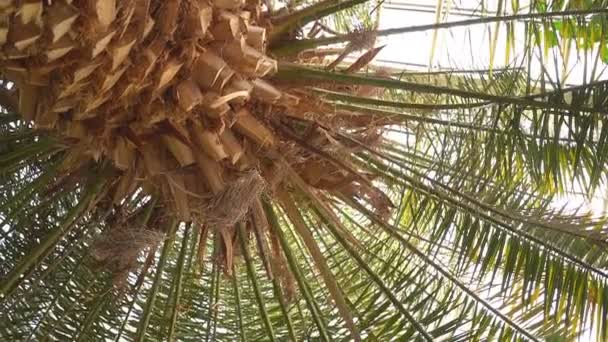 Palme im exotischen Wald — Stockvideo