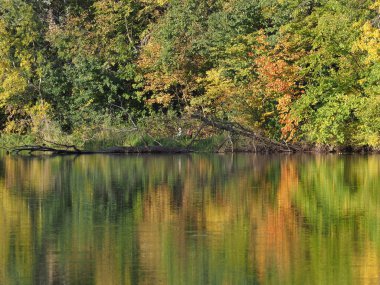 Polonya 'nın Avrupa' nın başkenti Varşova 'daki Wilanow Parkı' ndaki ağaçların manzarası 2018 yılının güneşli sonbahar gününde Ekim ayında suya yansıdı..
