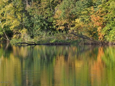 Avrupa 'nın başkenti Polonya' daki Wilanow Parkı 'nda 2018 yılında güneşli bir sonbahar gününde güzel ağaçlar suya yansıdı..