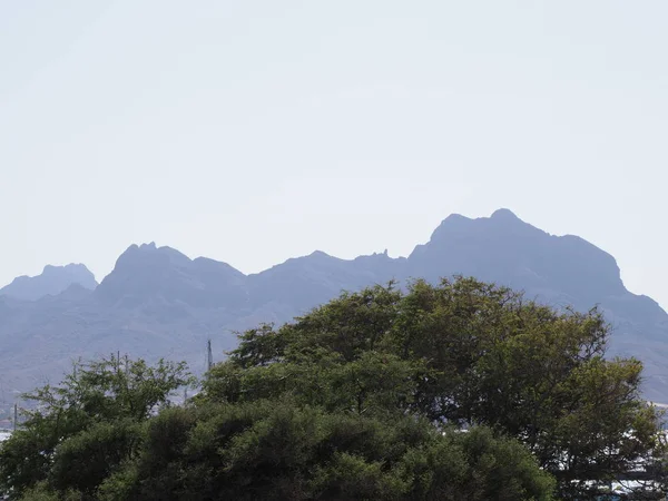 Haut Arbre Devant Les Mouintains Volcaniques Dans Ville Africaine Mindelo — Photo