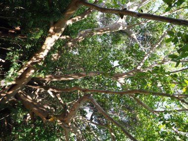 Meksika 'daki TULUM şehrinde tropikal ağaç - dikey