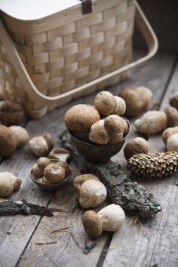 mantar, ağaç kabuğu ve sepeti