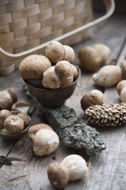 mantar, ağaç kabuğu ve sepeti