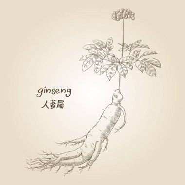 Oyma ginseng, onun adına İngilizce ve Çince, Sepya