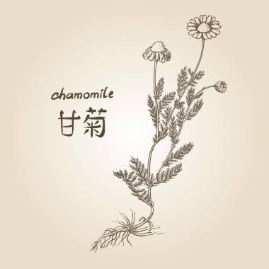 Papatya, İngilizce ve Çince, adından da sepya oyma