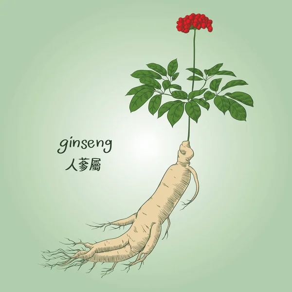 人参图库矢量图片 免版税人参插图 Depositphotos 人参图库矢量图片 免版税人参插图 Depositphotos