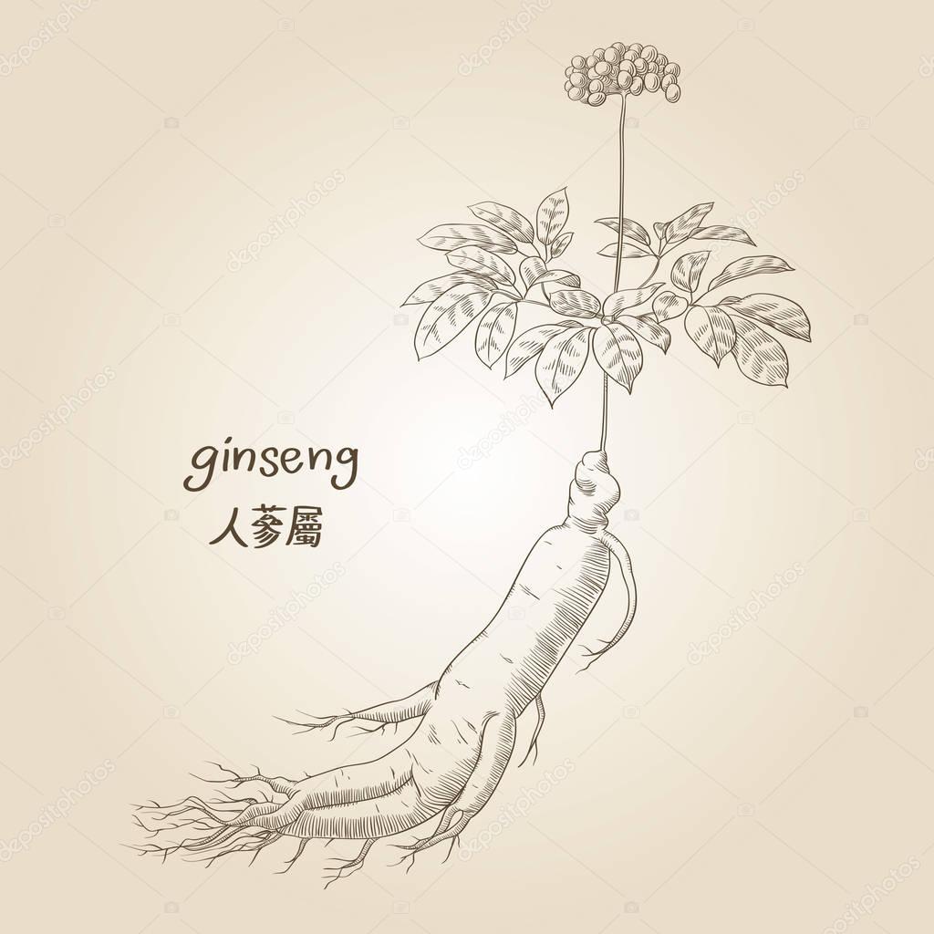 Engraving of ginseng, its name in English and Chinese, in sepia