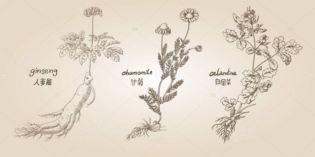 Engraving illustration of set of medicina herbs in sepia