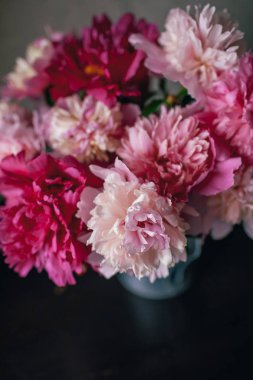 Koyu arka plan üzerinde pembe Şakayık çiçeği