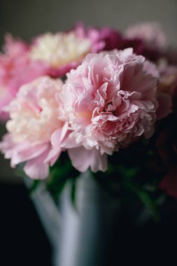 Koyu arka plan üzerinde pembe Şakayık çiçeği