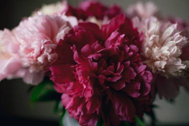 Koyu arka plan üzerinde pembe Şakayık çiçeği