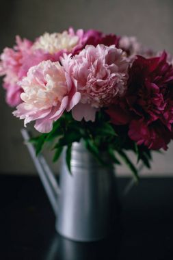 Koyu arka plan üzerinde pembe Şakayık çiçeği