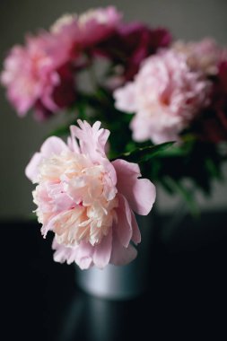 Koyu arka plan üzerinde pembe Şakayık çiçeği