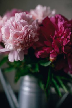 Koyu arka plan üzerinde pembe Şakayık çiçeği