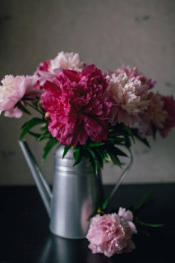 Koyu arka plan üzerinde pembe Şakayık çiçeği