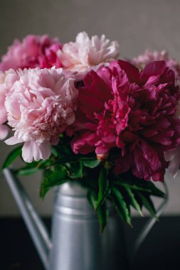 Koyu arka plan üzerinde pembe Şakayık çiçeği