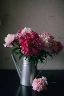 Şakayık çiçeği koyu arka plan üzerinde