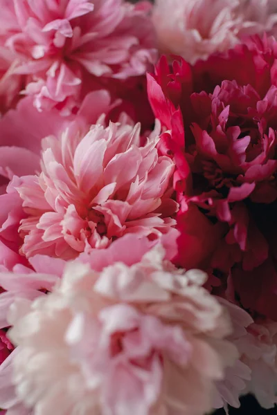 Ροζ παιωνία λουλούδι σε ποτιστήρι — Φωτογραφία Αρχείου