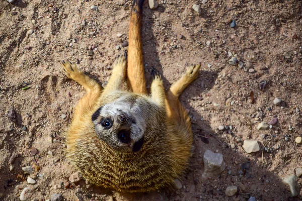 El suricata se sienta en su culo . — Foto de Stock