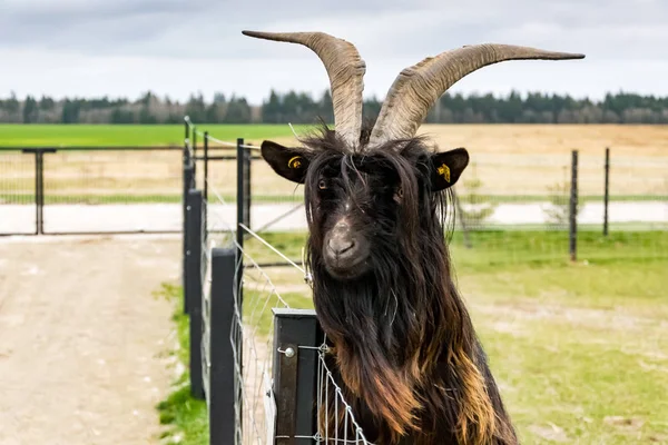 Valais Blackneck megye. — Stock Fotó