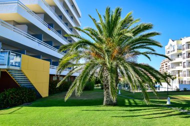 Çimleri biçilmiş güzel yeşil palmiye ağaçları.