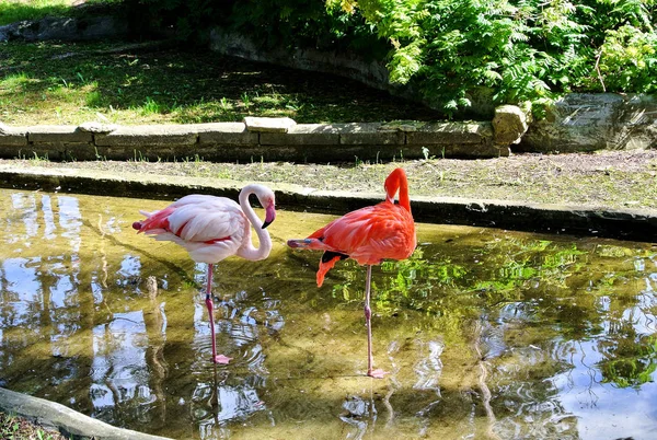 Deux flamants roses et rouges . — Photo