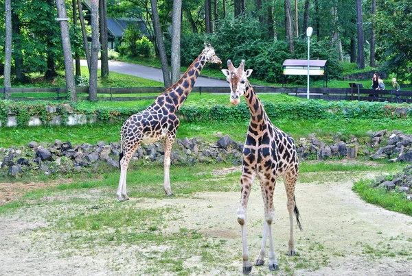 里加动物园里的两只长颈鹿. — 图库照片
