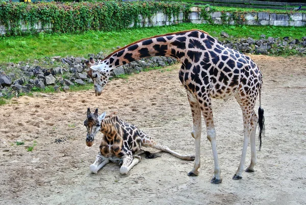 Zwei Giraffen — Stockfoto