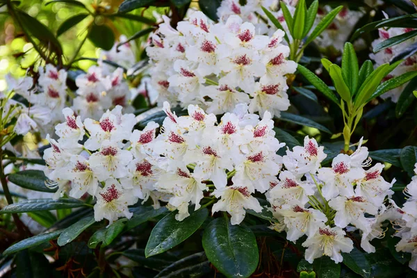 Fehér rododendronok burgundiai foltokkal az influenza közepén. — Stock Fotó