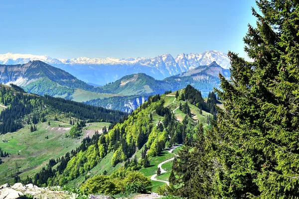 Zwolferhorn, Avusturya 'da yeşil dağlar, ağaçlar ve patika.