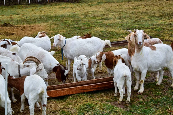 Cabras blancas y cabras con manchas marrones pastando en una granja . — Foto de Stock