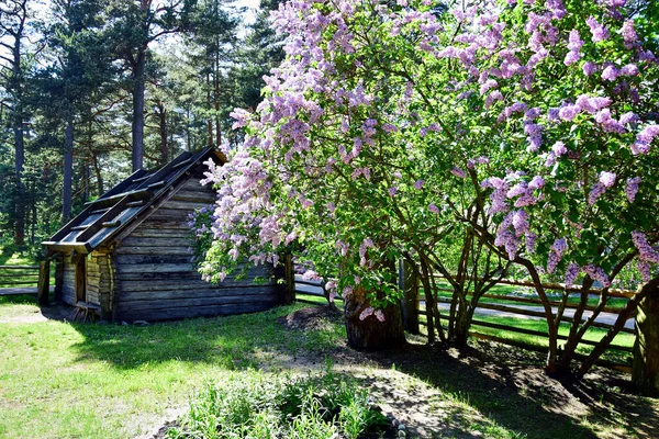 Old log house with a wooden roof, green grass, trees and bushes — Stockfoto