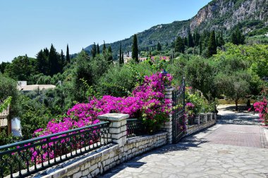 Taş çizgili bir çitte büyüyen Bougainvillea çiçekleri.