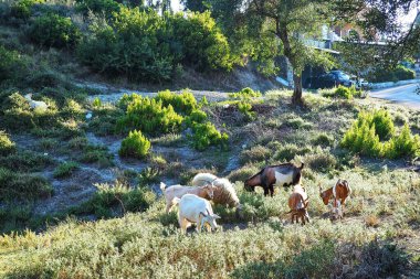 Beyaz kahverengi keçi sürüsü zeytin koruluğunun yakınındaki bir tepede otluyor.