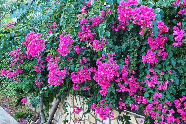 Duży krzak z fioletowymi różowymi bugenwillami kwiaty. — Zdjęcie stockowe