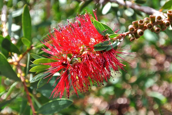 Flor vermelha incomum . — Fotografia de Stock