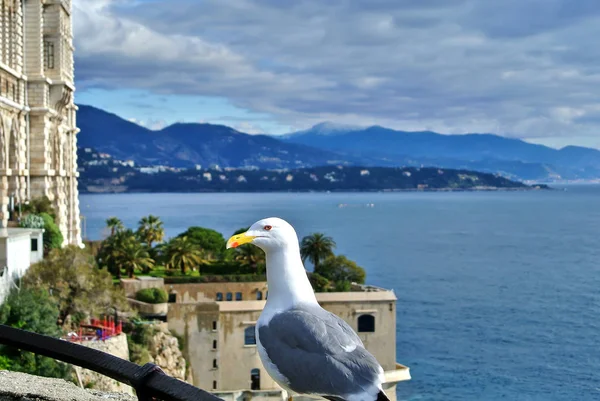 Retrato de uma gaivota branco-cinza perto do Museu Oceanográfico . — Fotografia de Stock