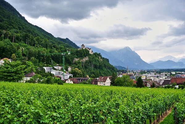 Vaduz, Lihtenştayn - Sarmaşık tarlaları, şehrin arka planına karşı yeşil bitkiler ve ağaçlı Alp dağları, kayalarda bir kale, gökte gri bulutlar görülebilir.
