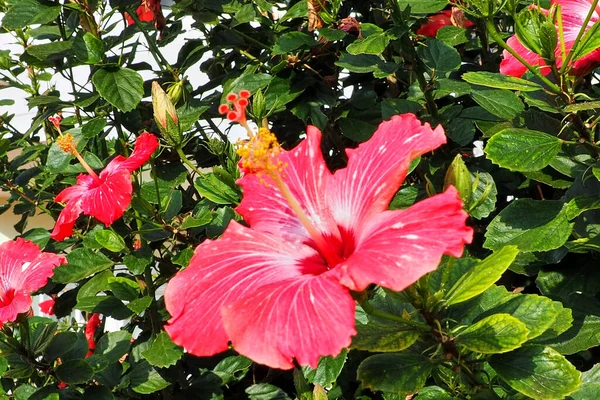 Hibiscus Est Genre Plantes Famille Des Malvaceae Grandes Fleurs Rouges — Photo