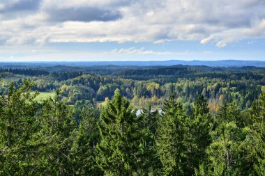 Haanja / Vorumaa, Estonya - Baltık 'ın en yüksek dağı Suur-Munamagi' den orman manzarası, sonbahar ormanı, yeşil ladin, gündüz gökyüzünde gri bulutlar.