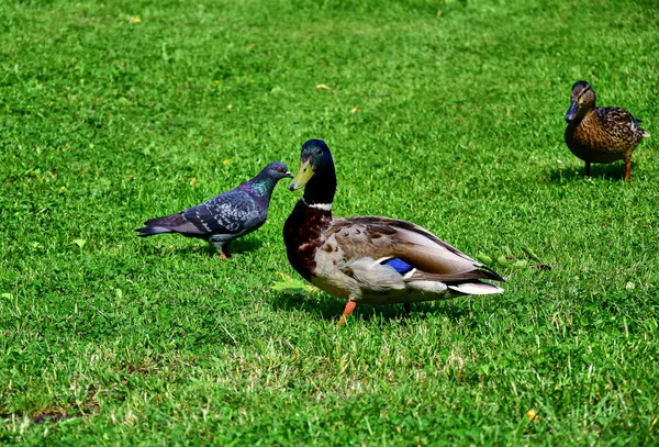 İki ördek ve gri bir güvercin parkta yeşil çimlerin üzerinde yürür, yazın gündüz vakti..