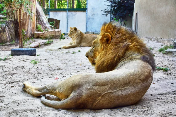 Kırmızı yeleli bir aslan kumların üzerinde yatıyor, arka planda dişi bir aslan yatıyor, yazın..