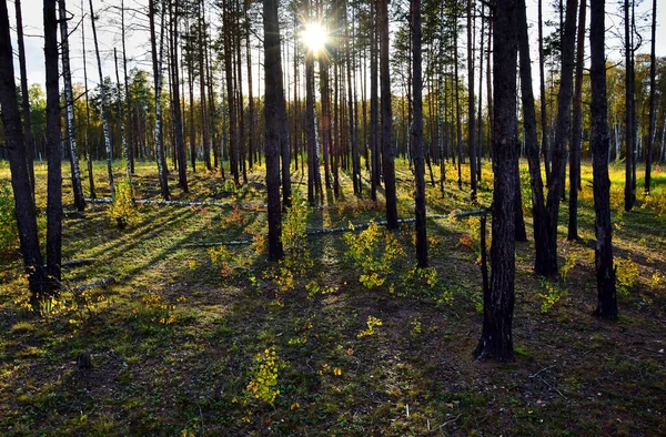Pine forest lit by the rays of the sun in Latvia, behind the trees you can see the sun that illuminates the green bushes, the trees cast a shadow on the grass, autumn is daytime.